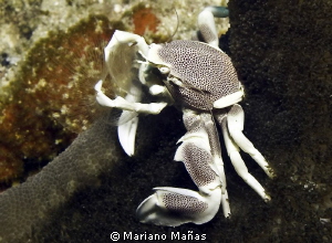 Porcelein crab eating by Mariano Mañas 